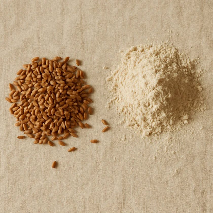 Whole wheat grains beside freshly stone-ground flour showing the difference from packaged atta