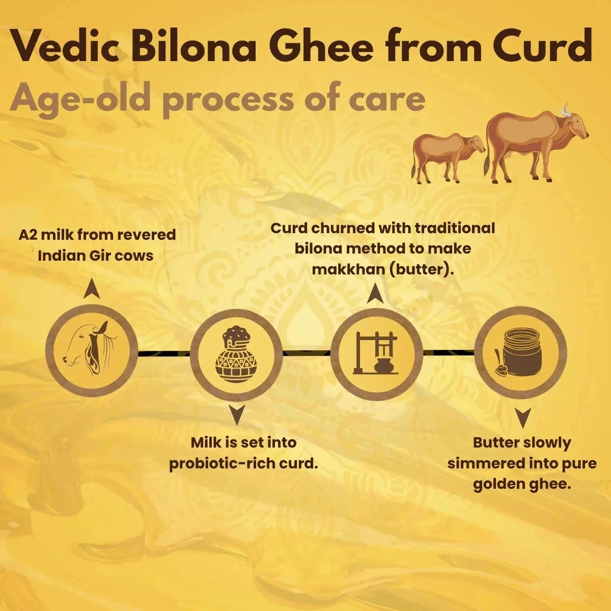 Vedic Bilona Ghee production process from A2 Gir cow milk through traditional churning to pure golden ghee