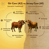 Comparison infographic of A2 Gir Cow ghee vs A1 Jersey Cow ghee showing digestibility, nutrients, and climate resistance benefits.