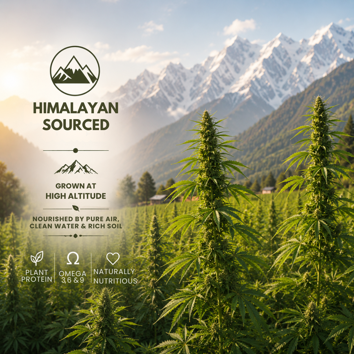 Himalayan sourced hemp hearts grown at high altitude with plant protein and omega callouts
