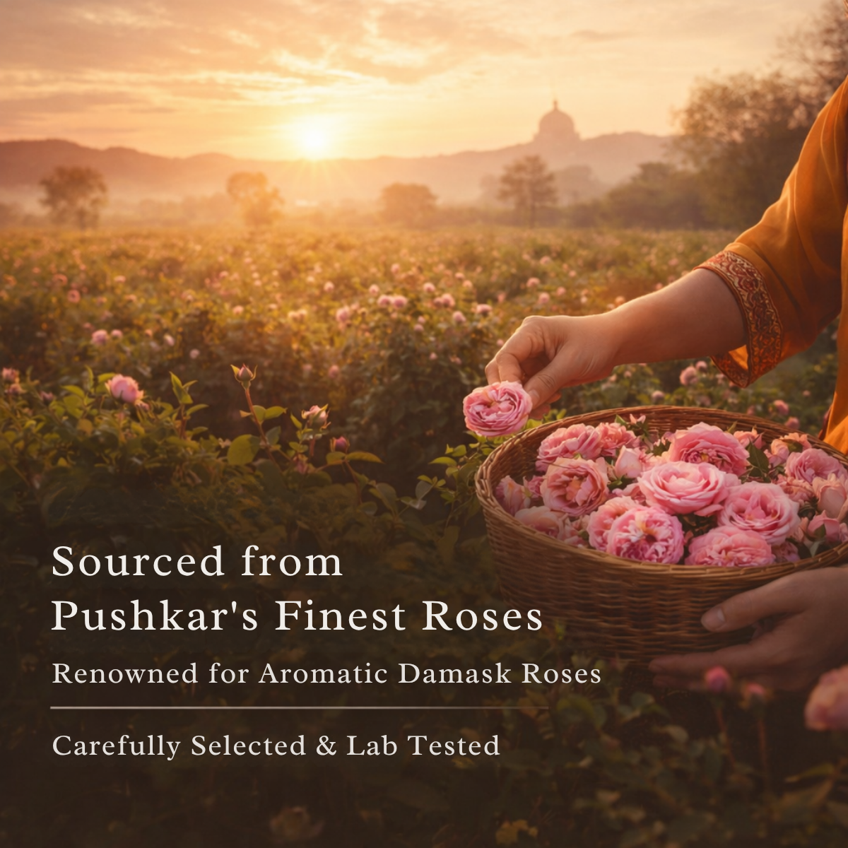 Rose Water sourced from Pushkar Damask roses carefully selected and lab tested