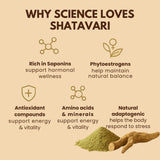 Shatavari powder benefits infographic showing saponins, phytoestrogens, antioxidants, amino acids, and adaptogenic properties for wellness support