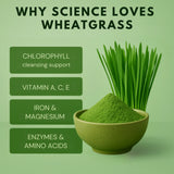 Wheatgrass powder benefits including chlorophyll, vitamins A C E, iron, magnesium, enzymes and amino acids